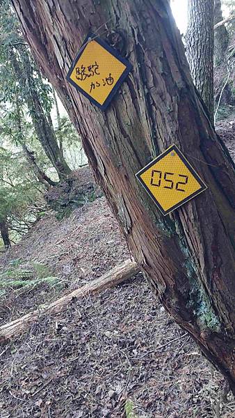 南三段 笑中帶淚的野蠻遊戲10日行~錦毛鼠 百岳行