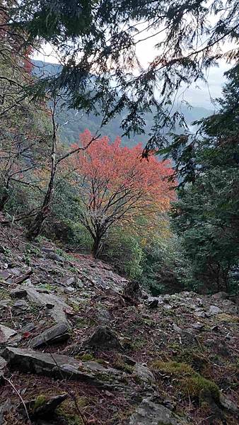 南三段 笑中帶淚的野蠻遊戲10日行~錦毛鼠 百岳行