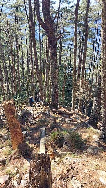 南三段 笑中帶淚的野蠻遊戲10日行~錦毛鼠 百岳行