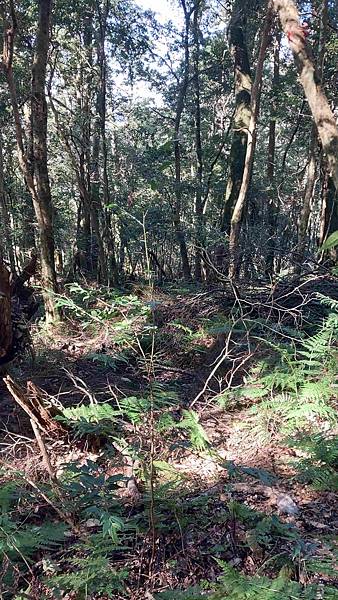 南三段 笑中帶淚的野蠻遊戲10日行~錦毛鼠 百岳行