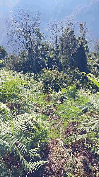 南三段 笑中帶淚的野蠻遊戲10日行~錦毛鼠 百岳行