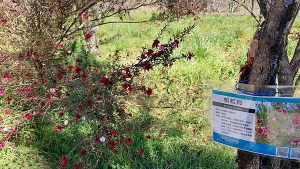 【裝備測試🎒】中橫行不行？ 探索失落的台8線🍐梨山1.5日遊