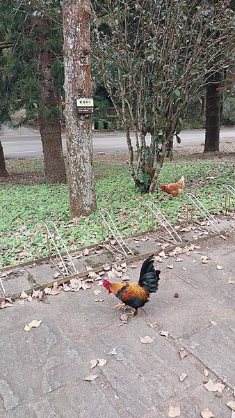 前進惠蓀林場!!!想走的步道都在這裡~海量步道彙總~ 前進惠蓀林場!!!想走的步道都在這裡~海量步道彙總~