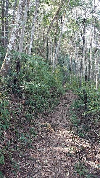 前進惠蓀林場!!!想走的步道都在這裡~海量步道彙總~ 前進惠蓀林場!!!想走的步道都在這裡~海量步道彙總~