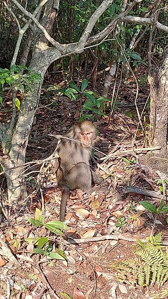 前進惠蓀林場!!!想走的步道都在這裡~海量步道彙總~ 前進惠蓀林場!!!想走的步道都在這裡~海量步道彙總~