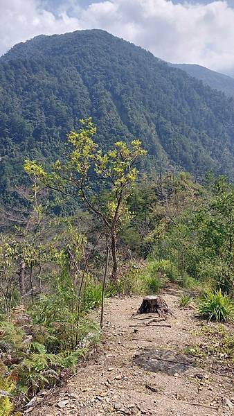 前進惠蓀林場!!!想走的步道都在這裡~海量步道彙總~ 前進惠蓀林場!!!想走的步道都在這裡~海量步道彙總~