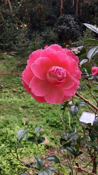 前進惠蓀林場!!!想走的步道都在這裡~海量步道彙總~ 前進惠蓀林場!!!想走的步道都在這裡~海量步道彙總~