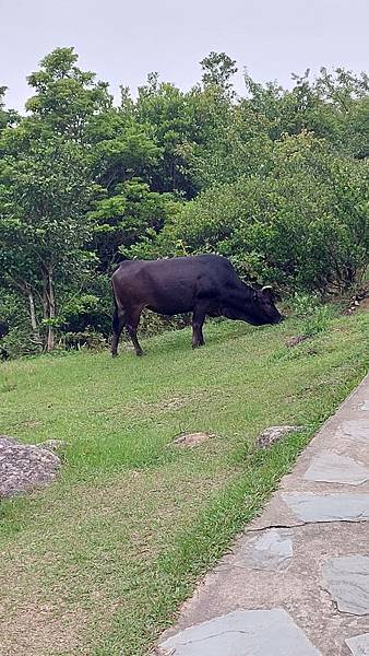 ​​​​前進大帽山~香港第一高峰的感動!!!~3日自由行搭公