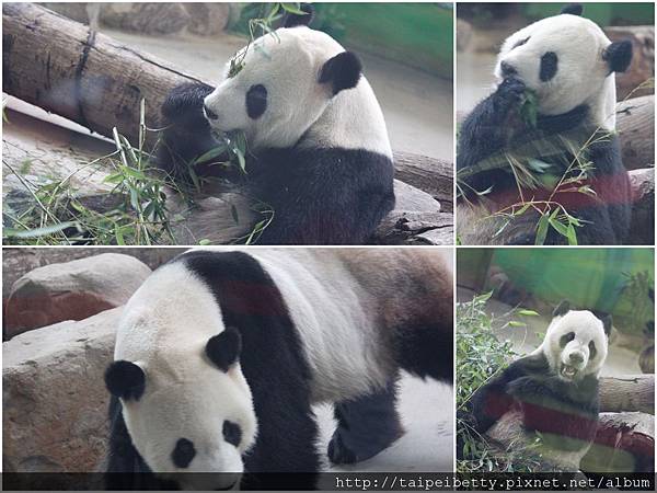 2011-05-19動物園1.jpg