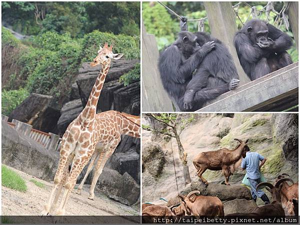 2011-05-19動物園6.jpg