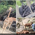 2011-05-19動物園7.jpg
