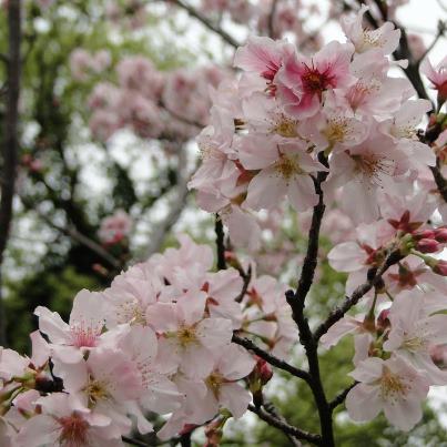 陽明山櫻花