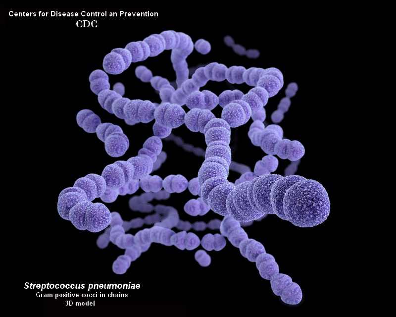 streptococcus pneumoniae 3D.jpg