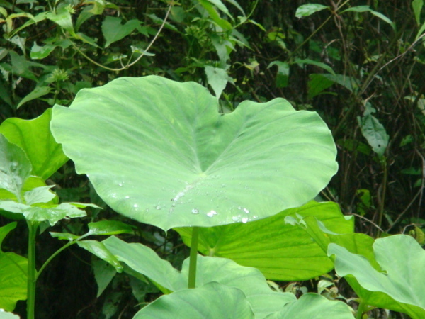 晶瑩水珠