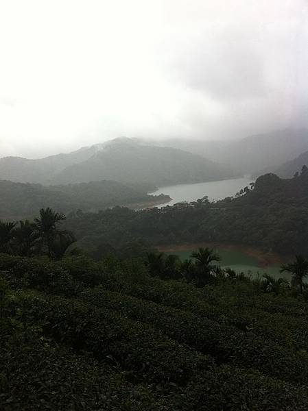 八卦茶園