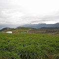 金針菇山