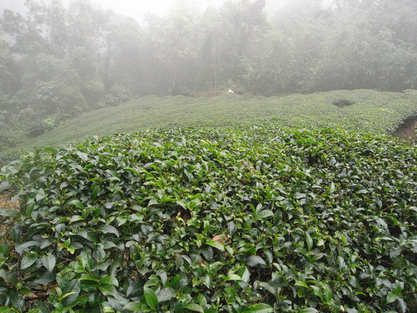 登山口茶園