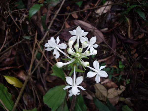 藍花