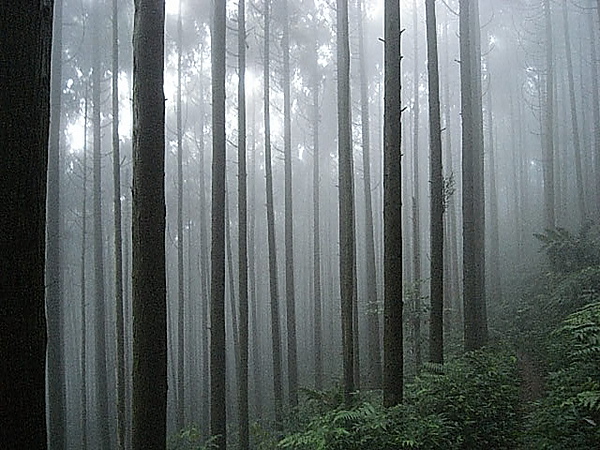 飄渺滴山林