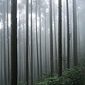 飄渺滴山林