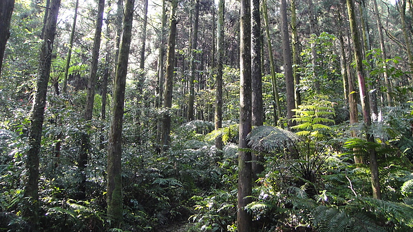 深密樹林