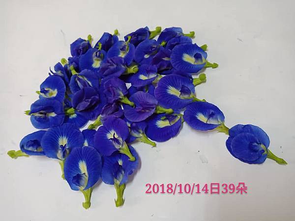 44376122_2159514480725405_5820320687746711552_n.jpg 44376122_2159514480725405_5820320687746711552_n.jpg