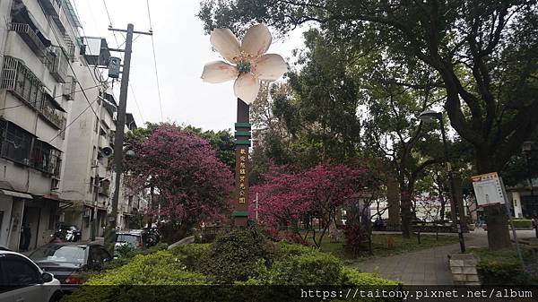 28日已經訂好國光武陵農場賞櫻團，但昨天在中壢莒光公園也發現