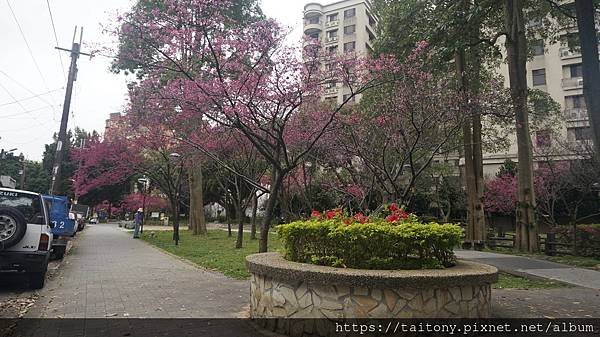 28日已經訂好國光武陵農場賞櫻團，但昨天在中壢莒光公園也發現