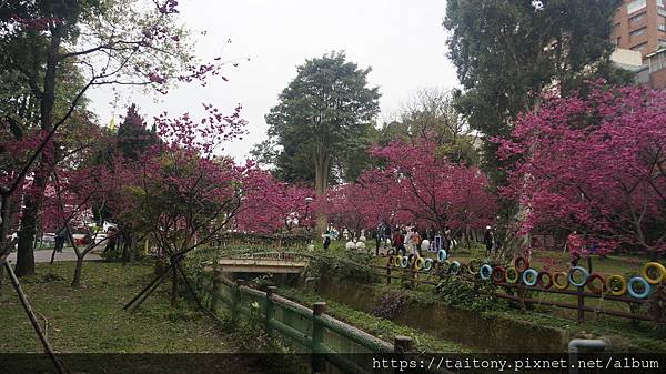 28日已經訂好國光武陵農場賞櫻團，但昨天在中壢莒光公園也發現