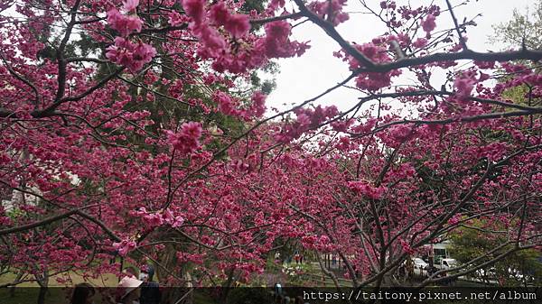 28日已經訂好國光武陵農場賞櫻團，但昨天在中壢莒光公園也發現