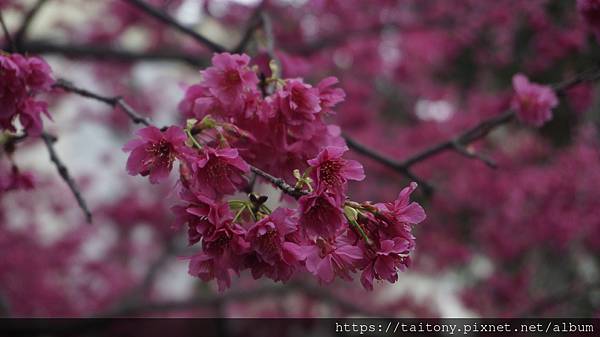 28日已經訂好國光武陵農場賞櫻團，但昨天在中壢莒光公園也發現