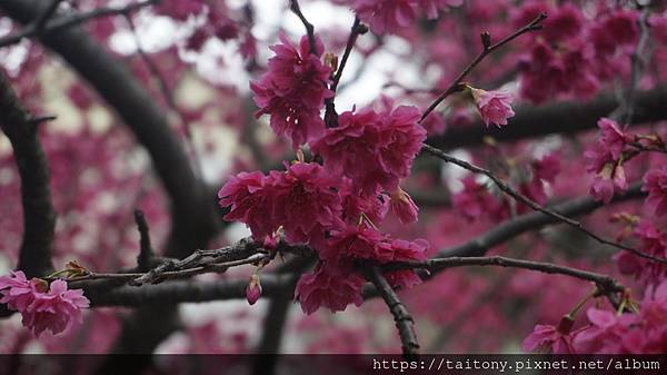 28日已經訂好國光武陵農場賞櫻團，但昨天在中壢莒光公園也發現