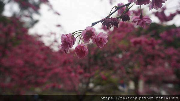 28日已經訂好國光武陵農場賞櫻團，但昨天在中壢莒光公園也發現