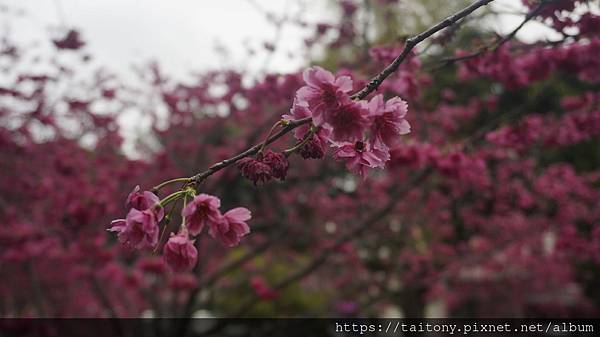 28日已經訂好國光武陵農場賞櫻團，但昨天在中壢莒光公園也發現