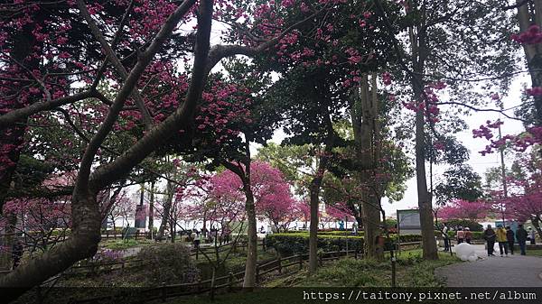 28日已經訂好國光武陵農場賞櫻團，但昨天在中壢莒光公園也發現