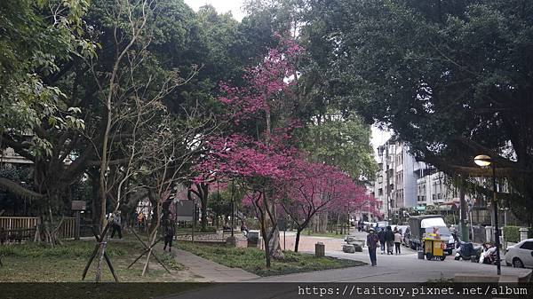 28日已經訂好國光武陵農場賞櫻團，但昨天在中壢莒光公園也發現