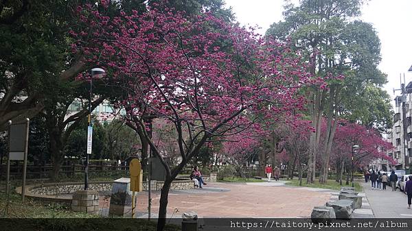 28日已經訂好國光武陵農場賞櫻團，但昨天在中壢莒光公園也發現