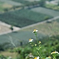 鹿野高台 景四