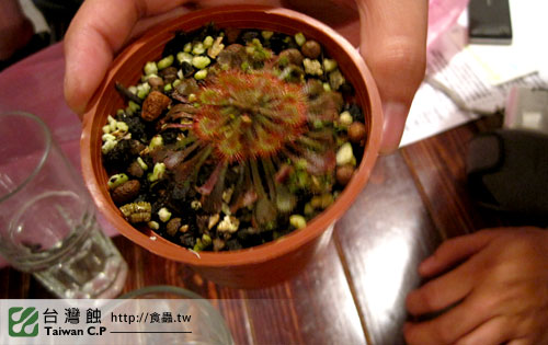 TCP1食蟲交流會-11-台灣蝕.jpg TCP1食蟲交流會-11-台灣蝕.jpg