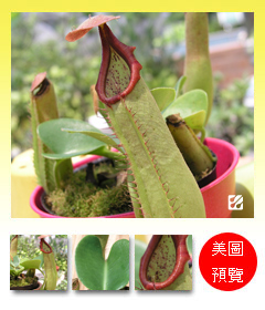 台灣蝕-寶特瓶豬籠草-N. truncata.jpg