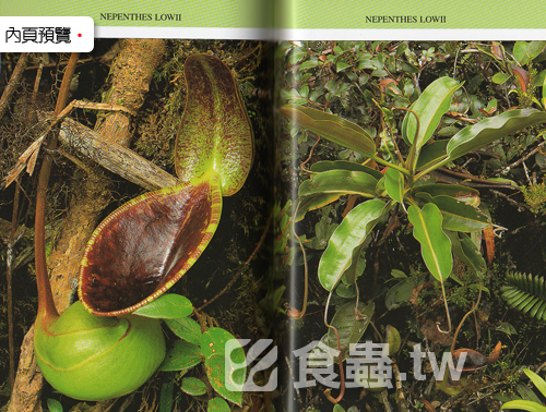 台灣蝕-食蟲書籍-Pitcher Plants of Sarawak-內頁預覽2.jpg