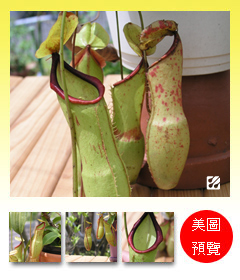 台灣蝕-辻本豬籠草-N. x 'Tsujimoto'_預覽.jpg 台灣蝕-辻本豬籠草-N. x 'Tsujimoto'_預覽.jpg