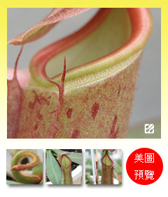 台灣蝕-柯南豬籠草-N. x 'Konak'_預覽.jpg 台灣蝕-柯南豬籠草-N. x 'Konak'_預覽.jpg