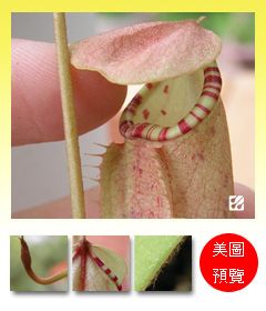 台灣蝕-蘇門達臘豬籠草-N. sumatrana_預覽.jpg 台灣蝕-蘇門達臘豬籠草-N. sumatrana_預覽.jpg