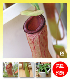 台灣蝕-葫蘆豬籠草-N. ventricosa_預覽.jpg 台灣蝕-葫蘆豬籠草-N. ventricosa_預覽.jpg