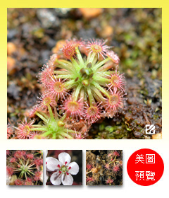 台灣蝕-卡巴奧迷你毛苞芽-預覽.jpg 台灣蝕-卡巴奧迷你毛苞芽-預覽.jpg
