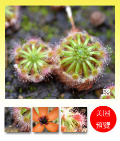 台灣蝕-凱樂斯迷你毛氈苔-D.-callistos-預覽.jpg 台灣蝕-凱樂斯迷你毛氈苔-D.-callistos-預覽.jpg