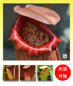 台灣蝕-扶桑豬籠草-N. x 'Attractive Fuso'_預覽.jpg 台灣蝕-扶桑豬籠草-N. x 'Attractive Fuso'_預覽.jpg