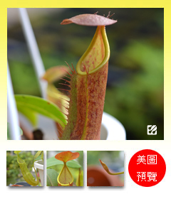 台灣蝕-血紅豬籠草-N. sanguinea_預覽.jpg 台灣蝕-血紅豬籠草-N. sanguinea_預覽.jpg