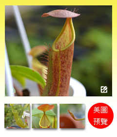 台灣蝕-血紅豬籠草-N. sanguinea_預覽.jpg